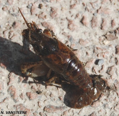 Orconectes limosus